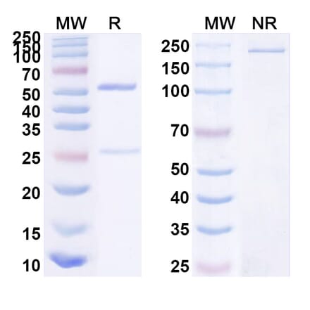 SDS-PAGE - Anti-UL128 + UL131A Bispecific Antibody [Iv0187] (A341125) - Antibodies.com