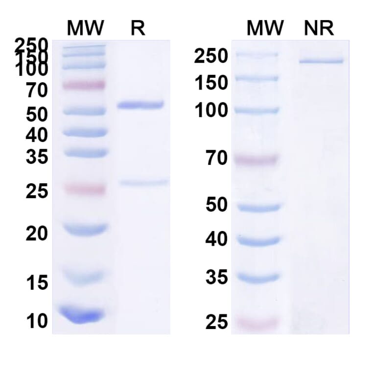 SDS-PAGE - Anti-UL128 + UL131A Bispecific Antibody [Iv0187] (A341125) - Antibodies.com