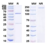 SDS-PAGE - Anti-UL128 + UL131A Bispecific Antibody [Iv0187] (A341125) - Antibodies.com