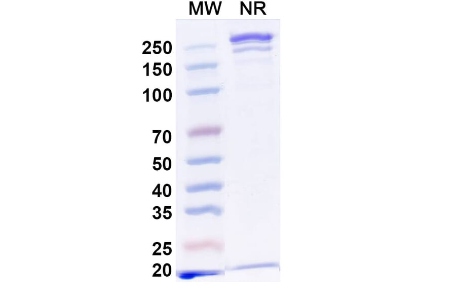 SDS-PAGE - Anti-CD19 + CD3 epilson Bispecific Antibody [Iv0224] (A341130) - Antibodies.com