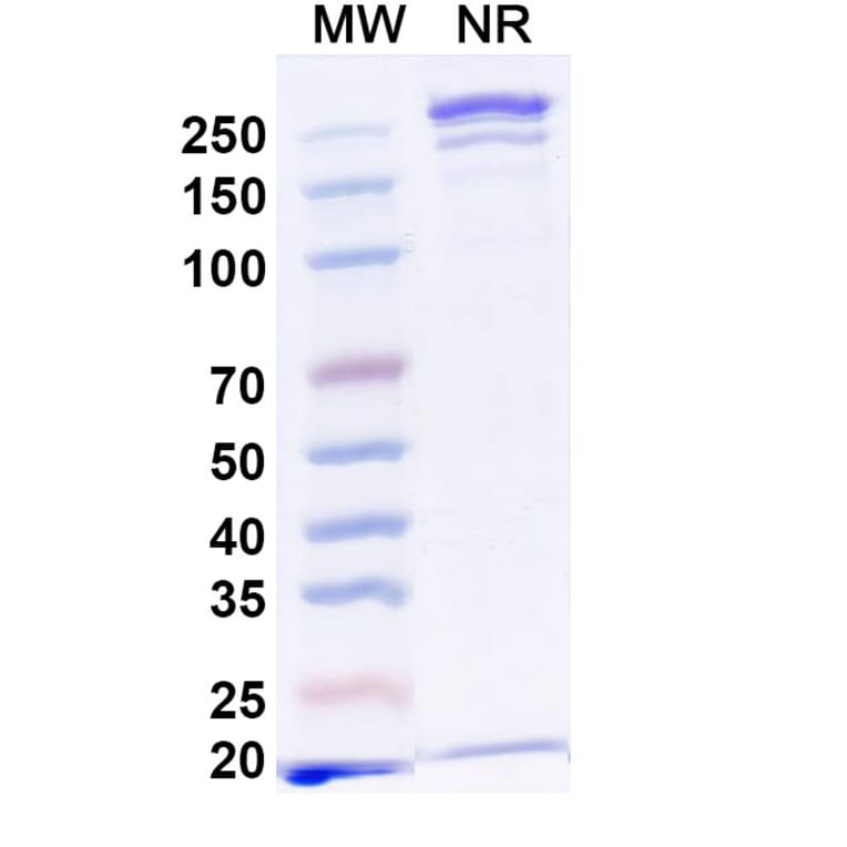 SDS-PAGE - Anti-CD19 + CD3 epilson Bispecific Antibody [Iv0224] (A341130) - Antibodies.com