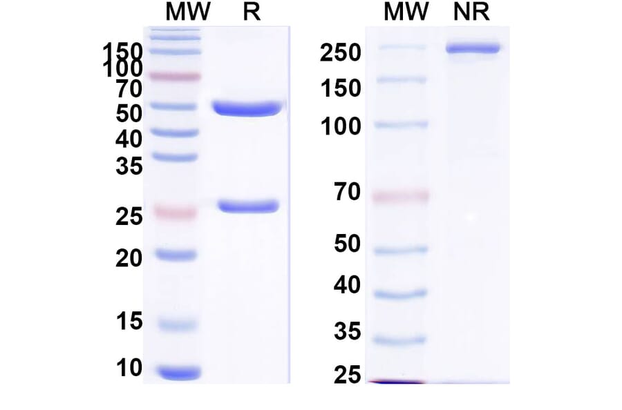 SDS-PAGE - Anti-EGFR + CD3 epilson Bispecific Antibody [Iv0228] (A341134) - Antibodies.com
