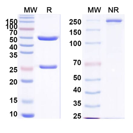 SDS-PAGE - Anti-EGFR + CD3 epilson Bispecific Antibody [Iv0228] (A341134) - Antibodies.com