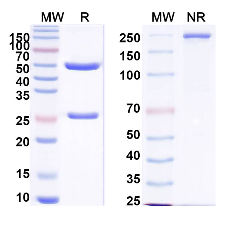 SDS-PAGE - Anti-EGFR + CD3 epilson Bispecific Antibody [Iv0228] (A341134) - Antibodies.com