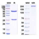 SDS-PAGE - Anti-EGFR + CD3 epilson Bispecific Antibody [Iv0228] (A341134) - Antibodies.com