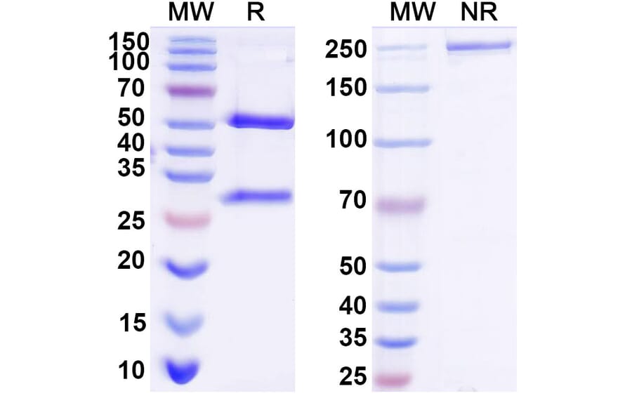 SDS-PAGE - Anti-EGFR + CD3 epilson Bispecific Antibody [Iv0229] (A341135) - Antibodies.com