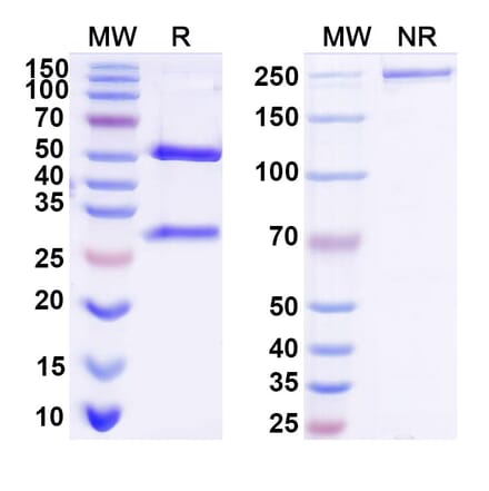 SDS-PAGE - Anti-EGFR + CD3 epilson Bispecific Antibody [Iv0229] (A341135) - Antibodies.com