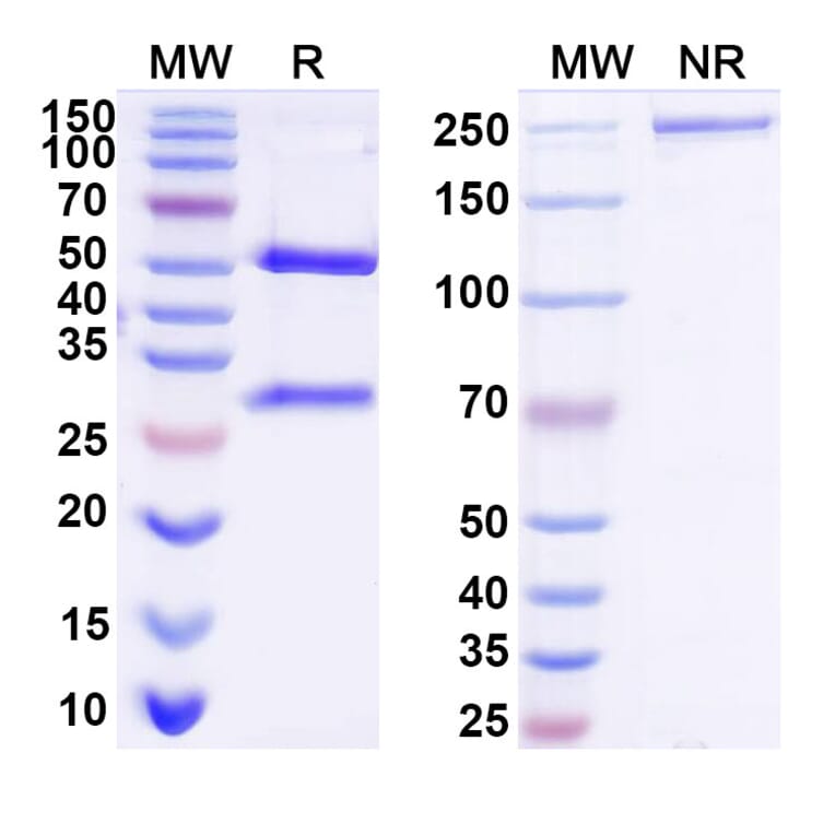 SDS-PAGE - Anti-EGFR + CD3 epilson Bispecific Antibody [Iv0229] (A341135) - Antibodies.com