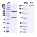 SDS-PAGE - Anti-EGFR + CD3 epilson Bispecific Antibody [Iv0229] (A341135) - Antibodies.com