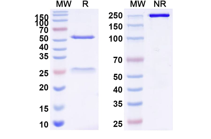SDS-PAGE - Anti-ADGRE1 + CD3 epilson Bispecific Antibody [Iv0232] (A341138) - Antibodies.com