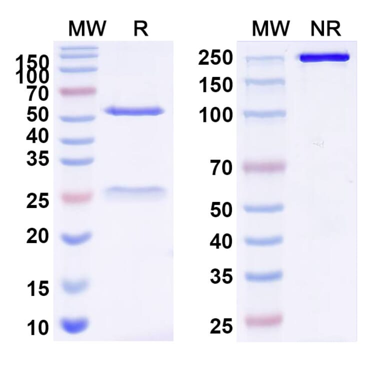 SDS-PAGE - Anti-ADGRE1 + CD3 epilson Bispecific Antibody [Iv0232] (A341138) - Antibodies.com