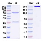 SDS-PAGE - Anti-ADGRE1 + CD3 epilson Bispecific Antibody [Iv0232] (A341138) - Antibodies.com