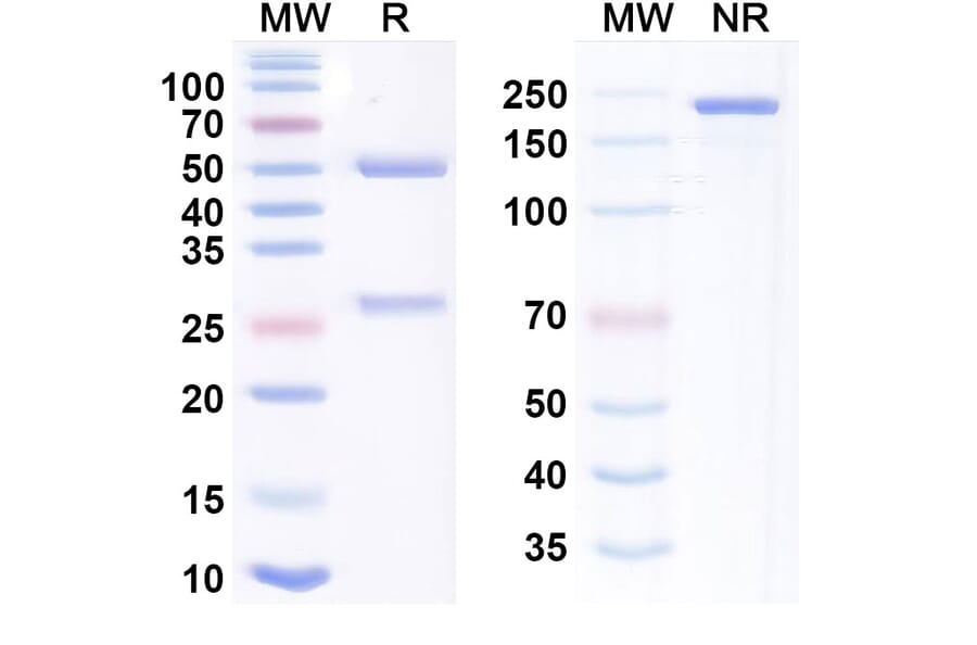 SDS-PAGE - Anti-B7-H4 + CD3 epsilon Bispecific Antibody [Gen1047] (A341177) - Antibodies.com
