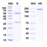 SDS-PAGE - Anti-B7-H4 + CD3 epsilon Bispecific Antibody [Gen1047] (A341177) - Antibodies.com