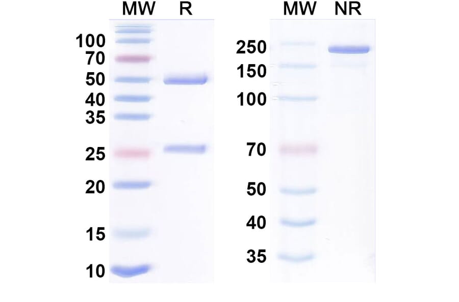 SDS-PAGE - Anti-CD28 + EGFR Bispecific Antibody [Regn7075] (A341182) - Antibodies.com