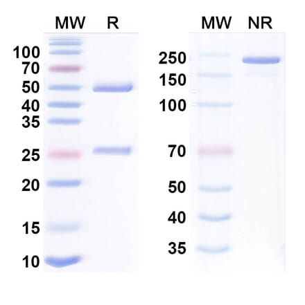 SDS-PAGE - Anti-CD28 + EGFR Bispecific Antibody [Regn7075] (A341182) - Antibodies.com