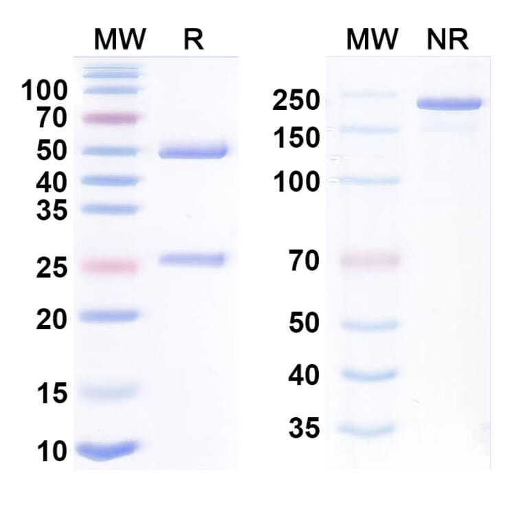 SDS-PAGE - Anti-CD28 + EGFR Bispecific Antibody [Regn7075] (A341182) - Antibodies.com