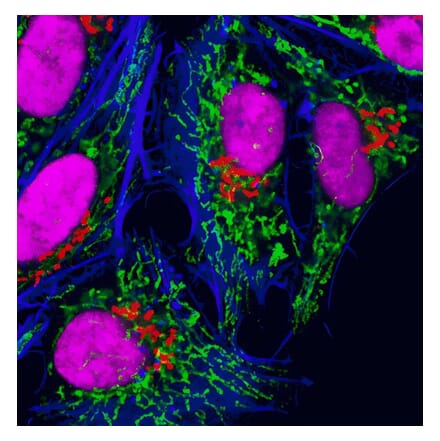 CF®488A - Goat Anti-Rat IgG H&L Antibody (CF®488A) - Highly Cross-Adsorbed (A343442) -Antibodies.com