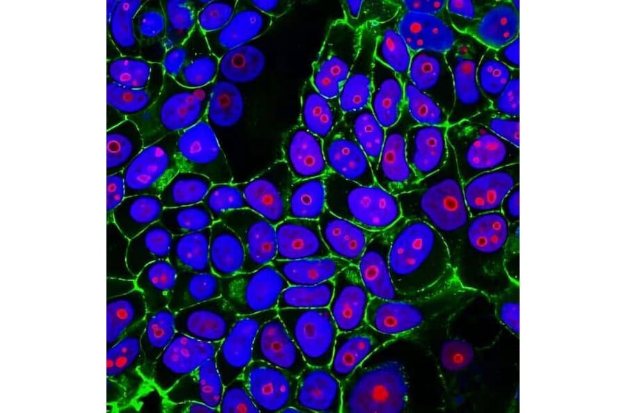 CF®555 - Goat Anti-Rabbit IgG H&L Antibody (CF®555) (A343451) -Antibodies.com