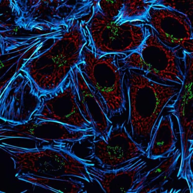 CF®555 - Goat Anti-Chicken IgY H&L Antibody (CF®555), Cross-Adsorbed (A343452) -Antibodies.com