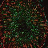 CF®555 - Donkey Anti-Mouse IgG H&L Antibody (CF®555), Cross-Adsorbed (A343455) -Antibodies.com