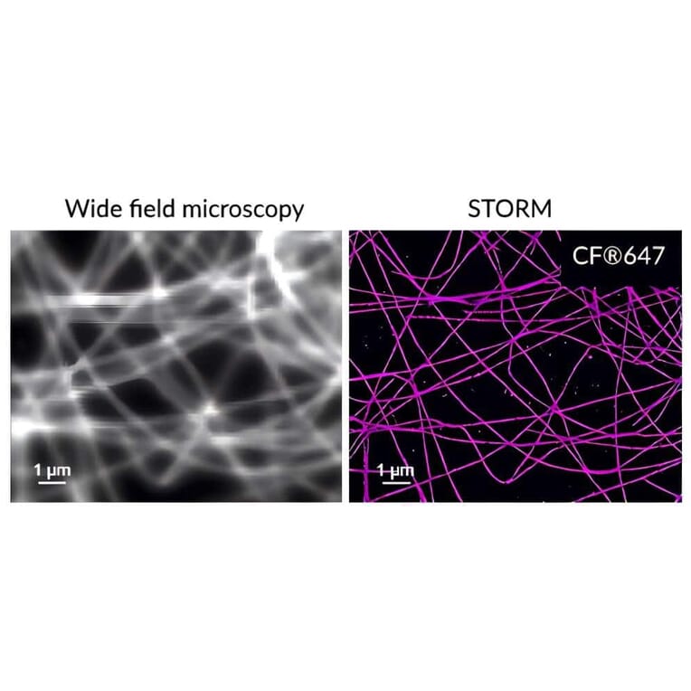 CF®647 - Donkey Anti-Goat IgG H&L Antibody (CF®647), Cross-Adsorbed (A343466) -Antibodies.com