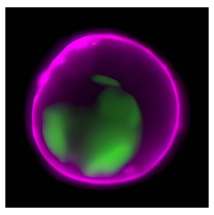 CF®647 - Rabbit Anti-Goat IgG H&L Antibody (CF®647) (A343467) -Antibodies.com