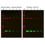CF®680 - Goat Anti-Mouse IgG H&L Antibody (CF®680) (A343477) -Antibodies.com
