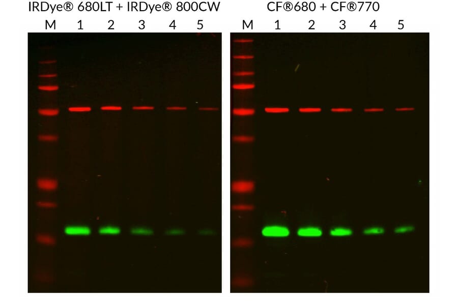 CF®680 - Rabbit Anti-Goat IgG H&L Antibody (CF®680) (A343482) -Antibodies.com