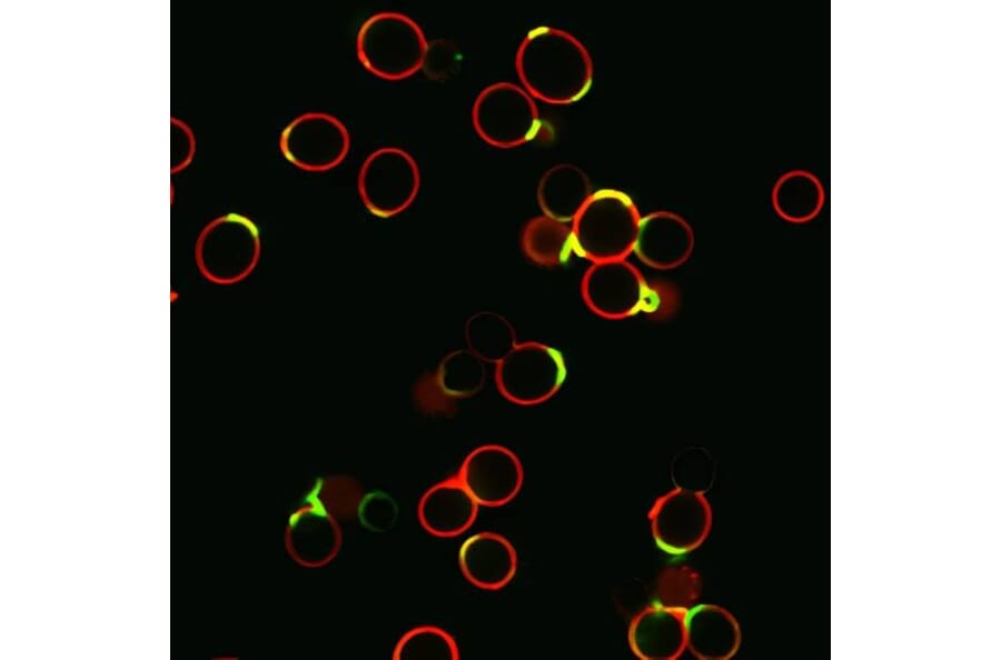 CF®594 - Rabbit Anti-Human IgG H&L Antibody (CF®594), Cross-Adsorbed (A343486) -Antibodies.com
