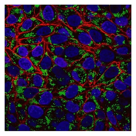 CF®594 - Donkey Anti-Human IgG H&L Antibody (CF®594) - Highly Cross-Adsorbed (A343489) -Antibodies.com