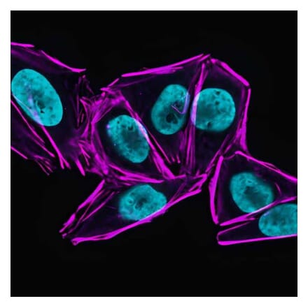 CF®633 - Donkey Anti-Human IgG H&L Antibody (CF®633) - Highly Cross-Adsorbed (A343490) -Antibodies.com