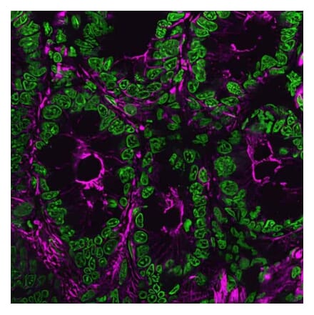 CF®640R - Goat Anti-Rat IgG H&L Antibody (CF®640R) - Highly Cross-Adsorbed (A343502) -Antibodies.com