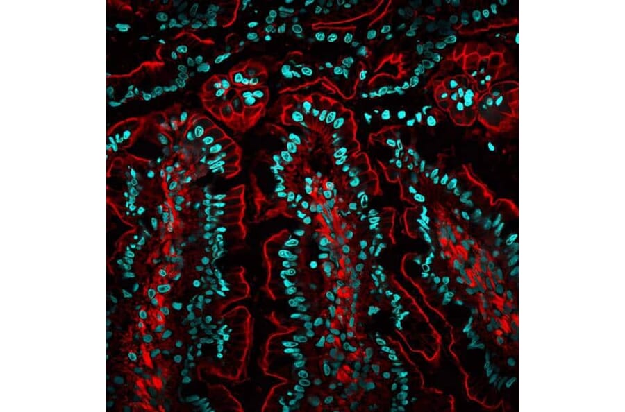 CF®568 - Goat Anti-Mouse IgG H&L Antibody (CF®568), Cross-Adsorbed (A343515) -Antibodies.com