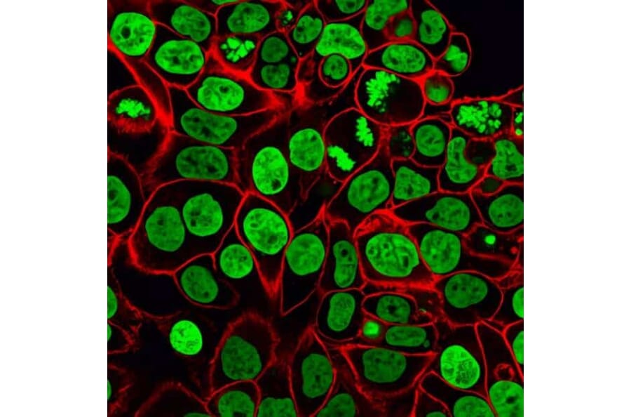 CF®568 - Goat Anti-Rabbit IgG H&L Antibody (CF®568), Cross-Adsorbed (A343517) -Antibodies.com