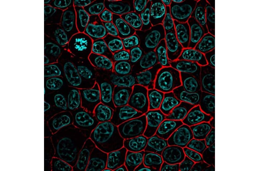 CF®568 - Goat Anti-Rabbit IgG H&L Antibody (CF®568), Cross-Adsorbed (A343517) -Antibodies.com