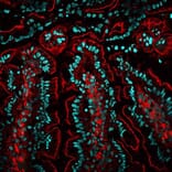 CF®568 - Donkey Anti-Mouse IgG H&L Antibody (CF®568), Cross-Adsorbed (A343519) -Antibodies.com