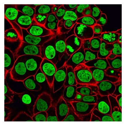 CF®568 - Goat Anti-Guinea Pig IgG H&L Antibody (CF®568) (A343522) -Antibodies.com