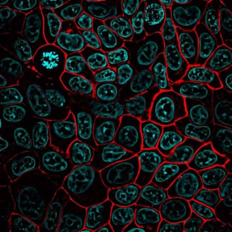 CF®568 - Goat Anti-Mouse IgG H&L Antibody (CF®568) (A343523) -Antibodies.com