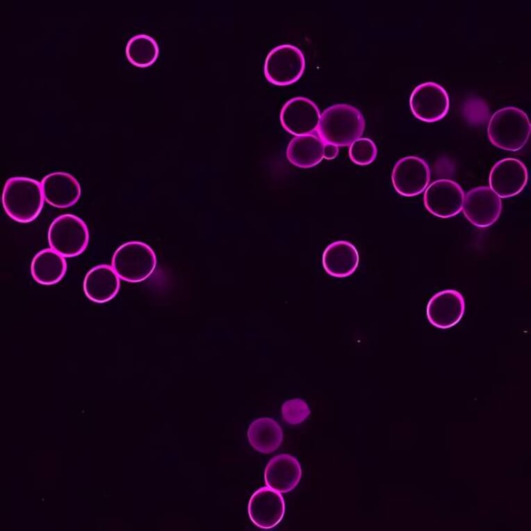 CF®633 - Goat Anti-Mouse IgG H&L Antibody (CF®633) (A343534) -Antibodies.com