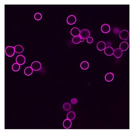 CF®633 - Goat Anti-Chicken IgY H&L Antibody (CF®633) - Highly Cross-Adsorbed (A343540) -Antibodies.com
