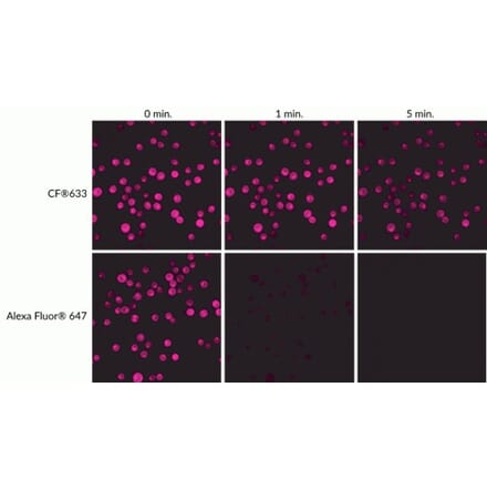 CF®633 - Donkey Anti-Rat IgG H&L Antibody (CF®633) - Highly Cross-Adsorbed (A343551) -Antibodies.com
