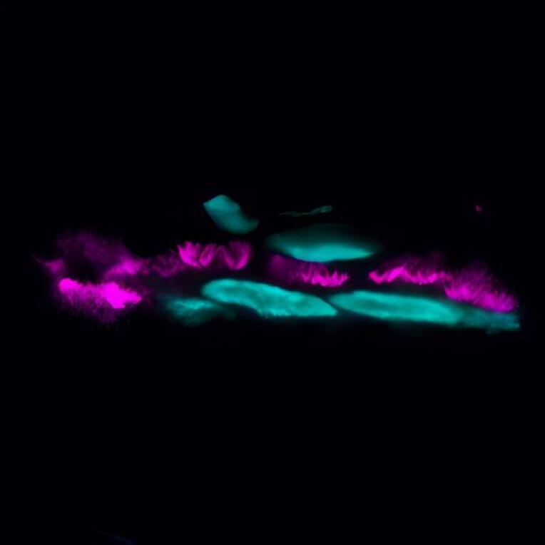 CF®633 - Goat Anti-Swine IgG H&L Antibody (CF®633) (A343552) -Antibodies.com