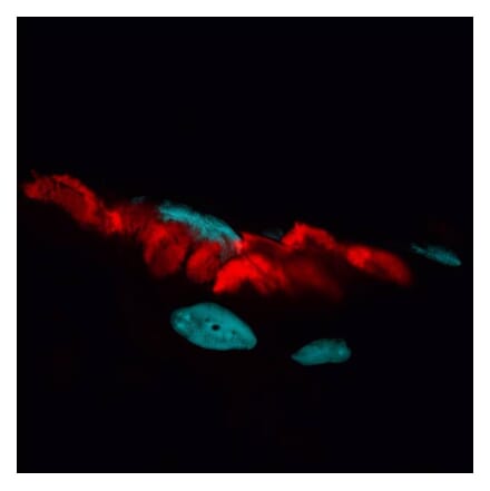 CF®594 - Goat F(ab')2 Anti-Rabbit IgG H&L Antibody (CF®594) (A343564) -Antibodies.com