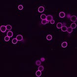 CF®633 - Donkey Anti-Chicken IgY H&L Antibody (CF®633), Cross-Adsorbed (A343576) -Antibodies.com