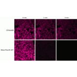CF®640R - Donkey Anti-Rabbit IgG H&L Antibody (CF®640R), Cross-Adsorbed (A343586) -Antibodies.com
