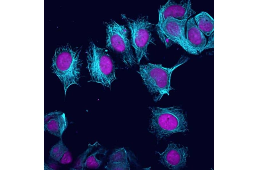 CF®405M - Goat Anti-Rabbit IgG H&L Antibody (CF®405M) (A343589) -Antibodies.com