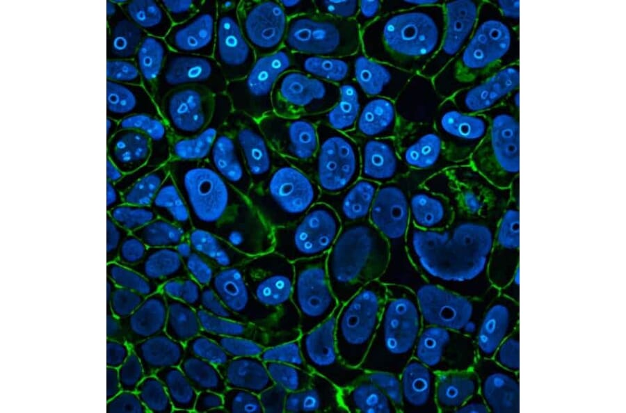 CF®405M - Goat Anti-Mouse IgG H&L Antibody (CF®405M), Cross-Adsorbed (A343590) -Antibodies.com