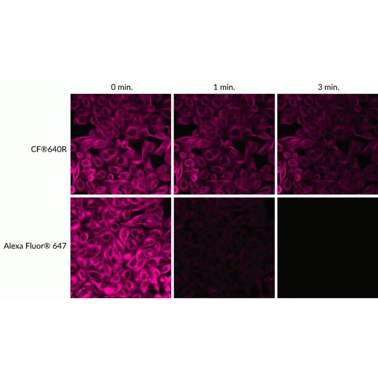 CF®640R - Donkey Anti-Rat IgG H&L Antibody (CF®640R) - Highly Cross-Adsorbed (A343607) -Antibodies.com