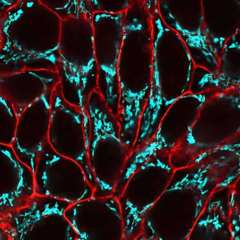 CF®640R - Goat Anti-Rabbit IgG H&L Antibody (CF®640R) (A343610) -Antibodies.com